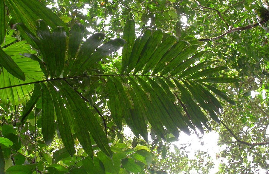 Arecaceae Bactris gracilor