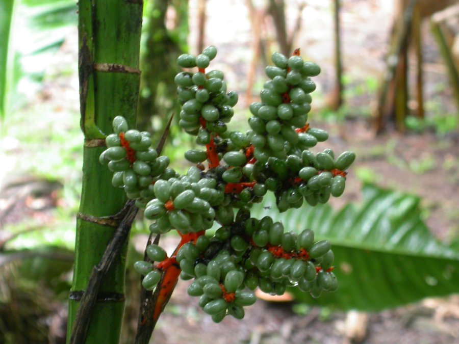 Arecaceae Chamaedorea tepejilote