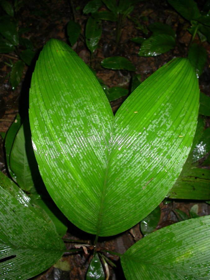 Arecaceae Chamaedorea deckeriana