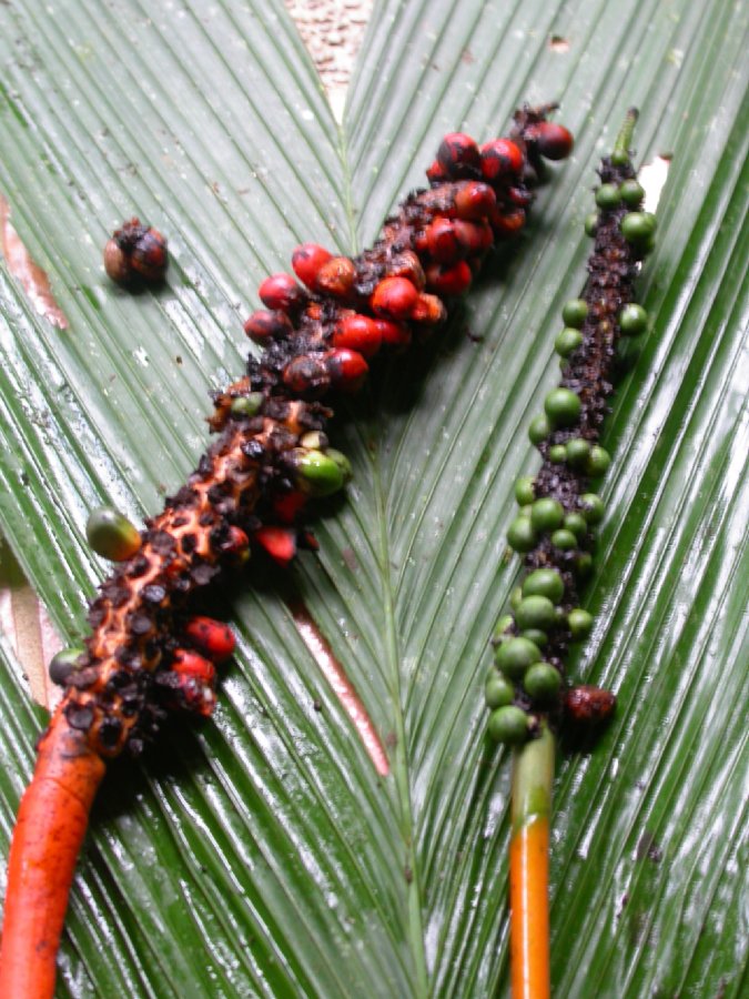 Arecaceae Chamaedorea deckeriana