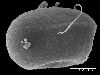 image of Lomariopsis crassifolia