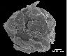 image of Lomariopsis decrescens
