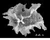 image of Lomariopsis fendleri