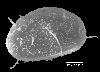 image of Lomariopsis palustris