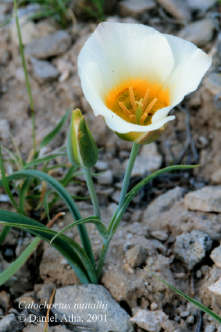 Liliaceae Calochortus nutallii