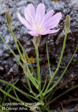 Asteraceae Lygodesmia grandiflora