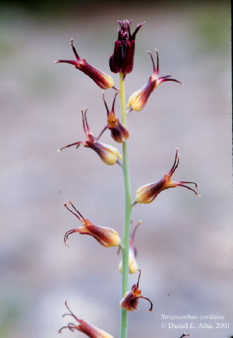 Brassicaceae Streptanthus cordatus