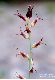image of Streptanthus cordatus