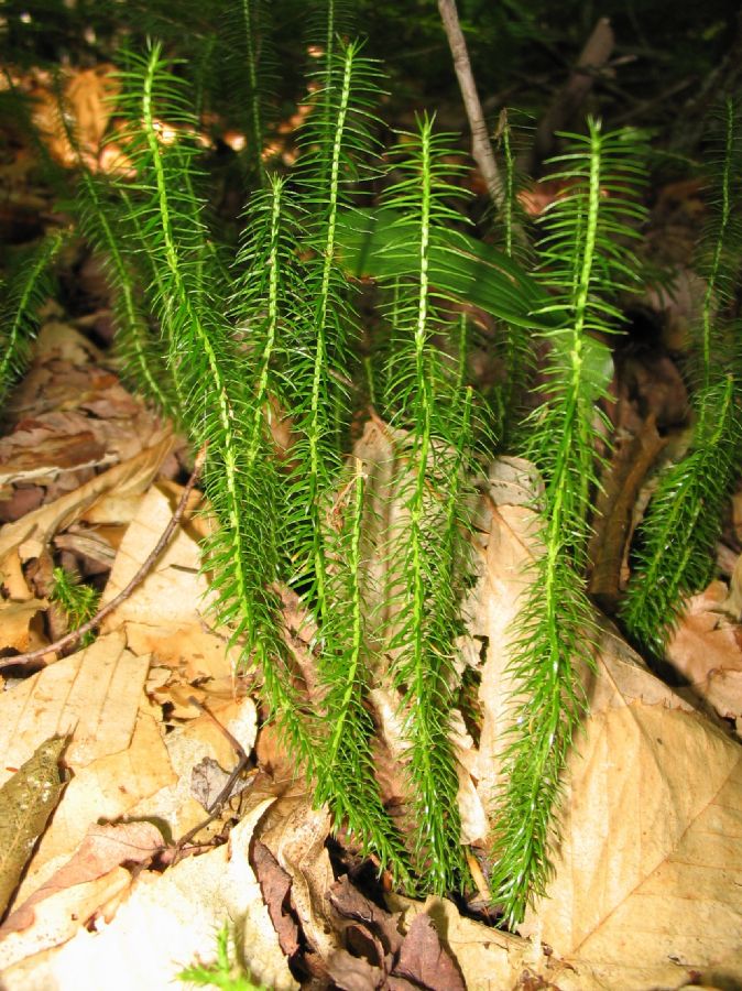 Lycopodiaceae Spinulum annotinum