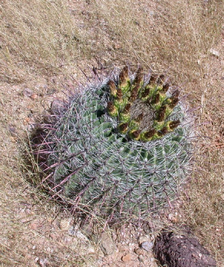 Cactaceae Ferocactus wislizeni