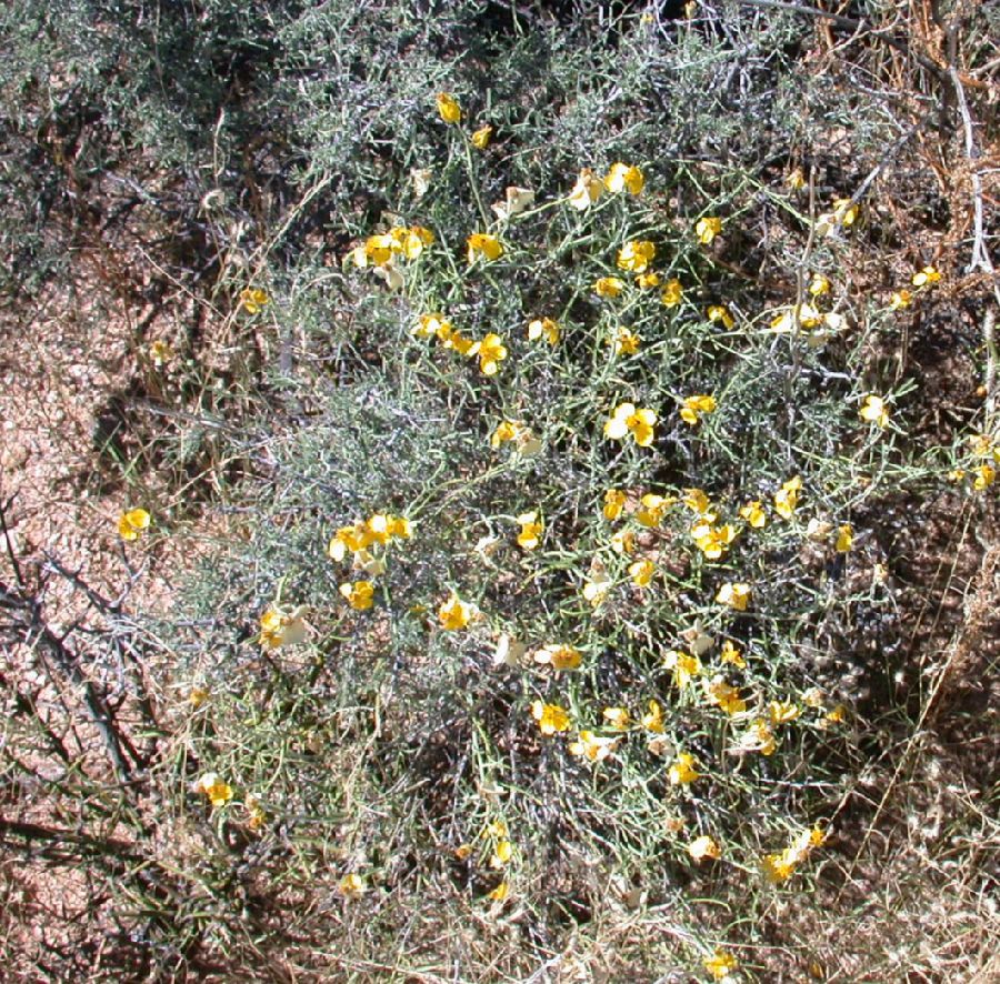 Asteraceae Psilostrophe cooperi