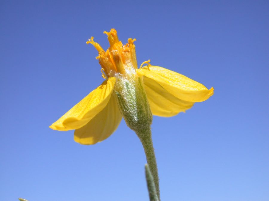 Asteraceae Psilostrophe cooperi