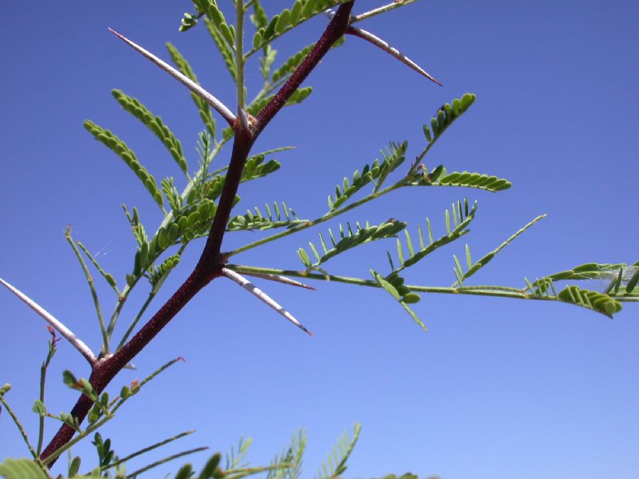Fabaceae Acacia constricta