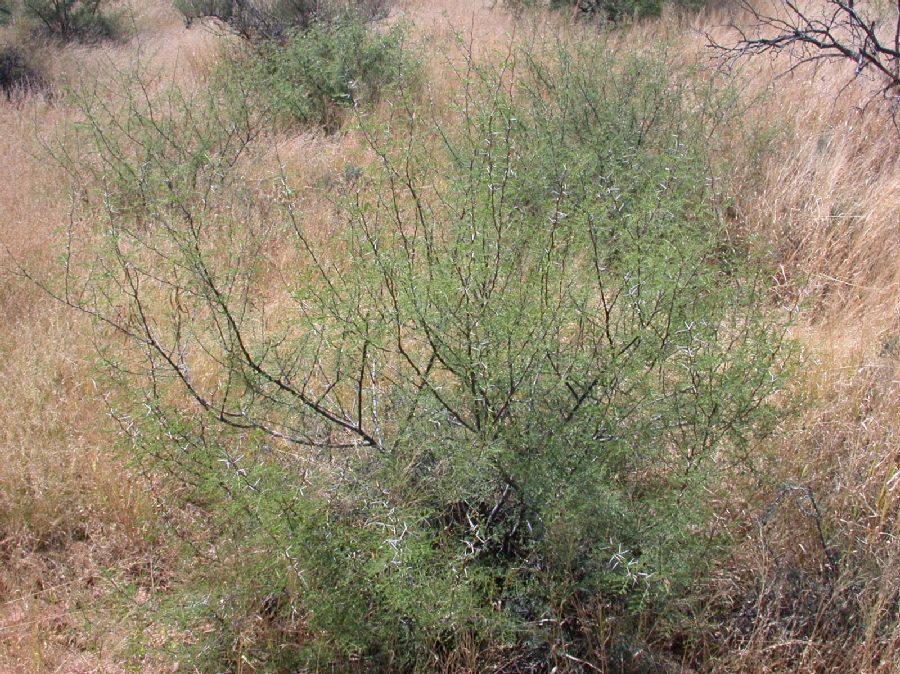 Fabaceae Acacia constricta