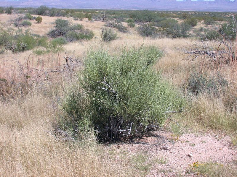 Ephedraceae Ephedra fasciculata