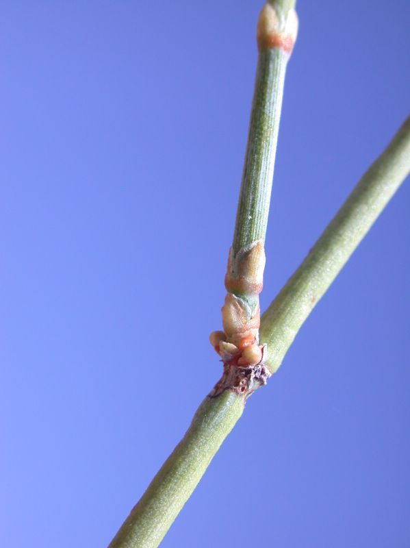 Ephedraceae Ephedra fasciculata