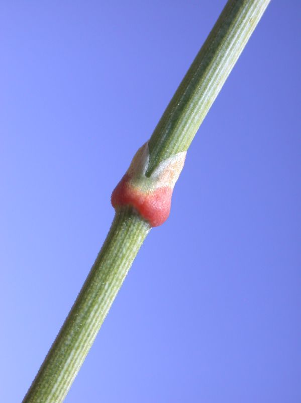 Ephedraceae Ephedra fasciculata