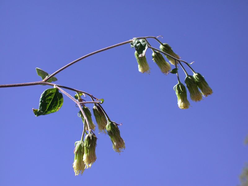 Asteraceae Brickellia grandiflora