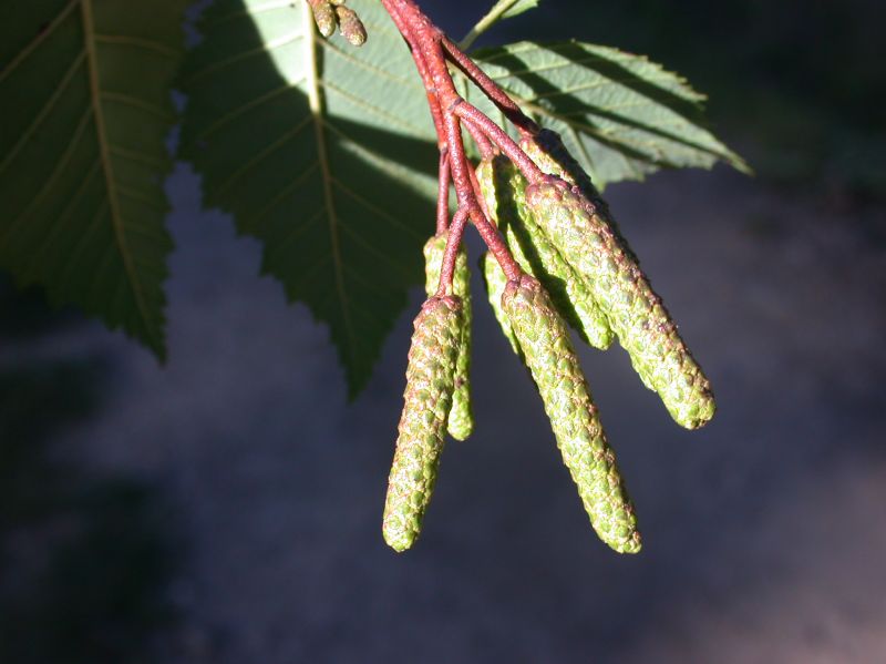 Betulaceae Alnus incana
