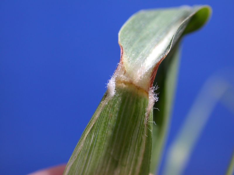 Poaceae Setaria grisebachii