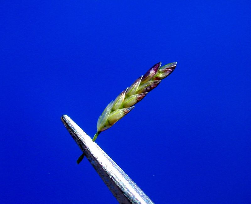 Poaceae Eragrostis arida