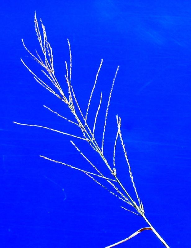Poaceae Leptochloa filiformis