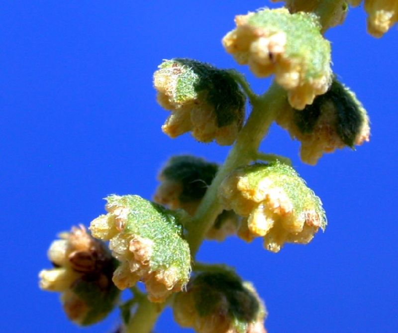 Asteraceae Ambrosia confertiflora
