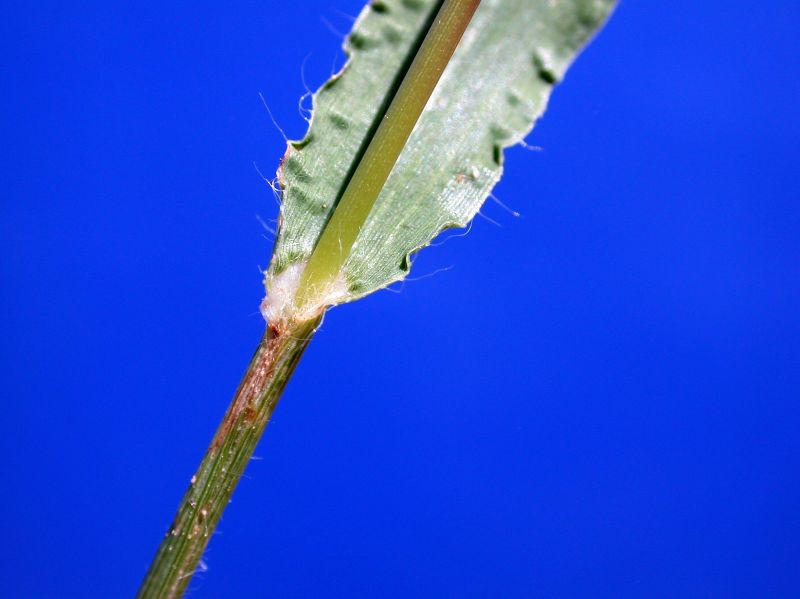 Poaceae Panicum capillare