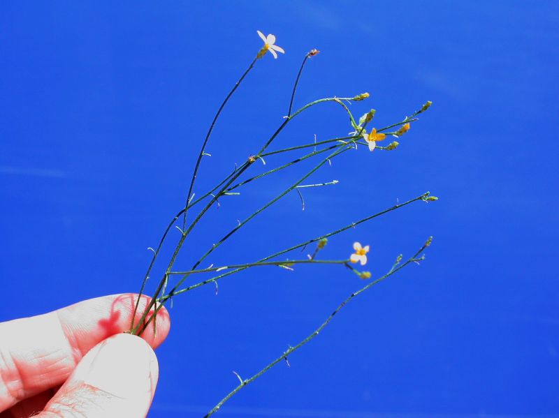 Asteraceae Gutierrezia sarothrae