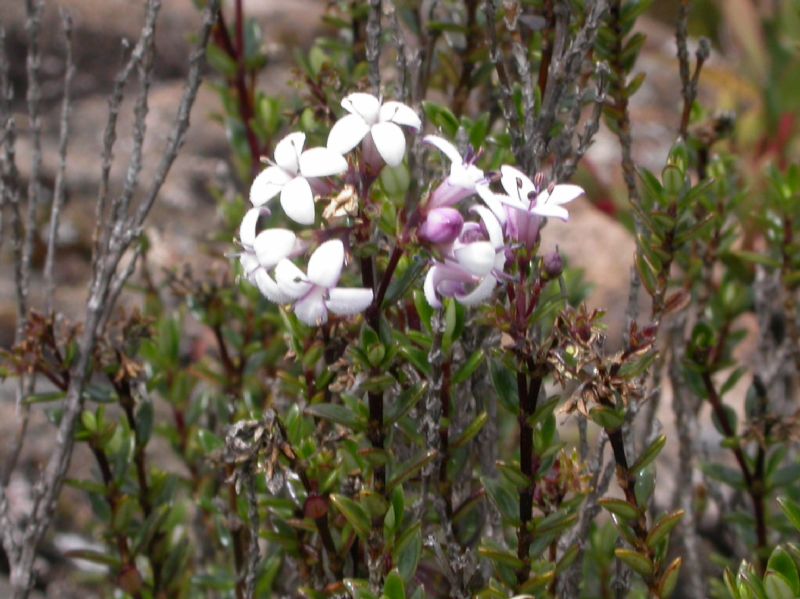 Rubiaceae Arcytophyllum lavarum