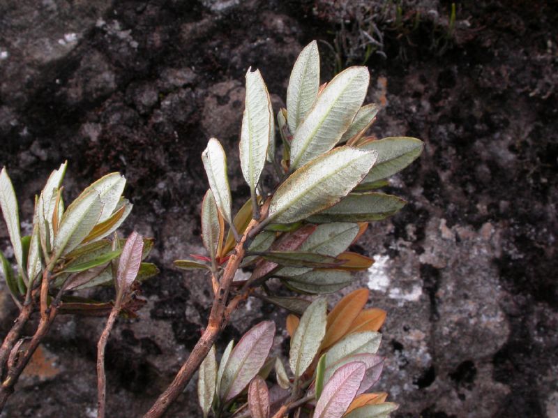 Ericaceae Comarostaphylis arbutoides