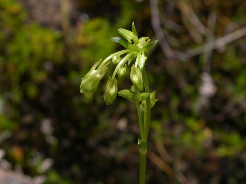 Gentianaceae Halenia 