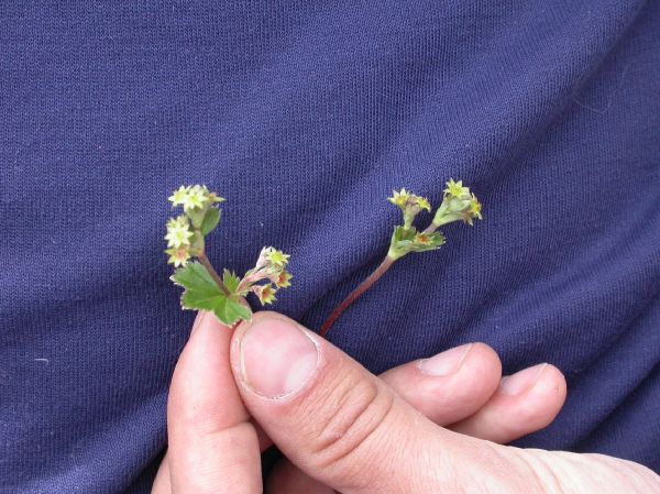 Rosaceae Lachemilla pectinata