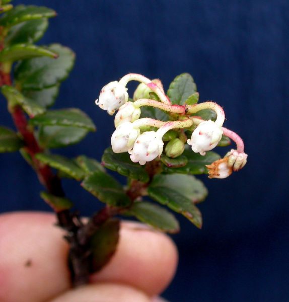 Ericaceae Pernettya coriacea