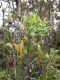 image of Solanum storkii