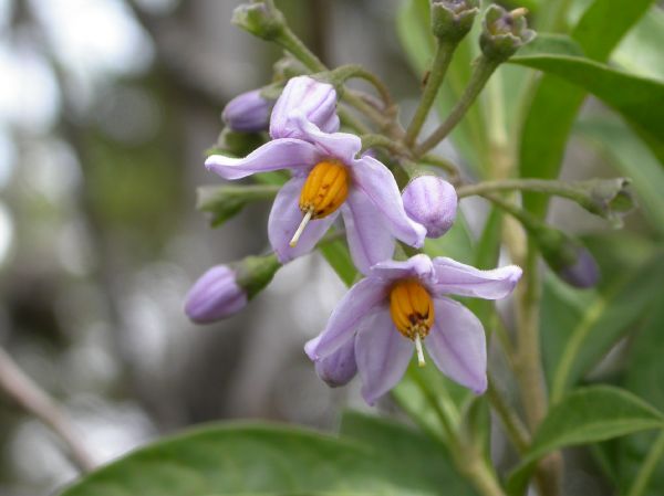 Solanaceae Solanum storkii