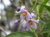 image of Solanum storkii