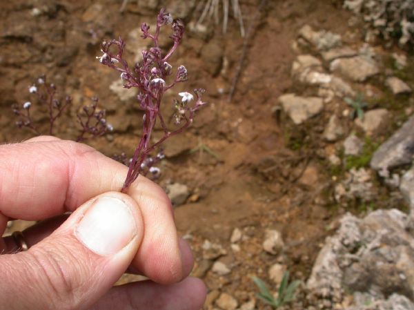 Caprifoliaceae Valeriana pulchella