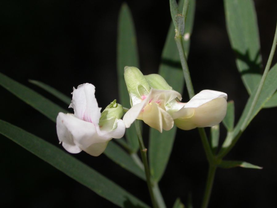 Fabaceae Lathyrus lanszwertii 