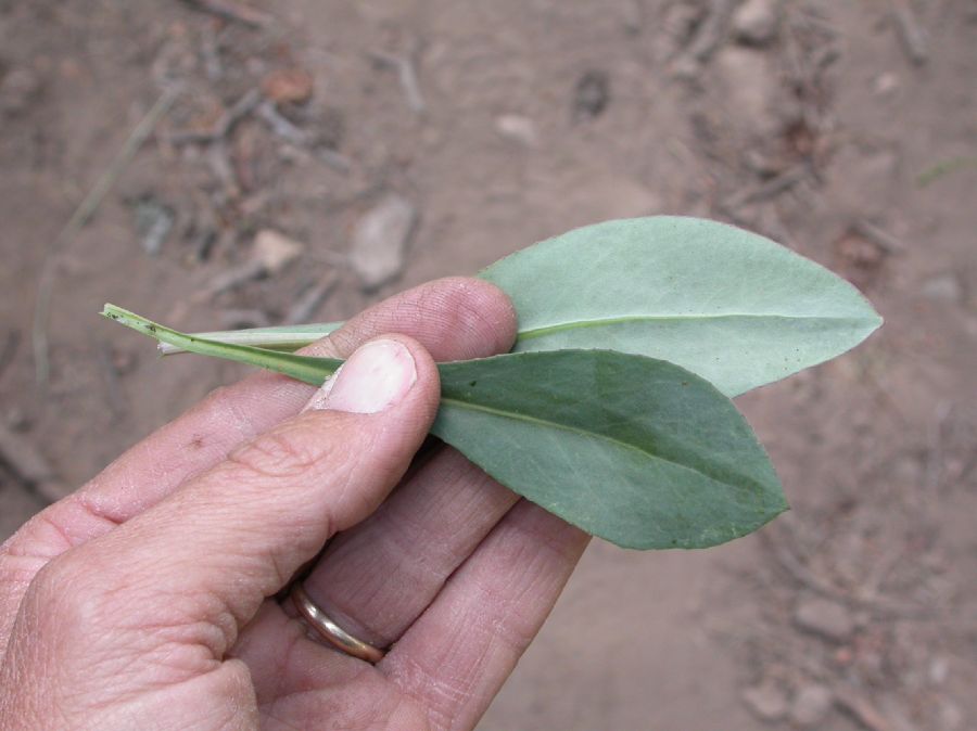 Asteraceae Senecio wootonii