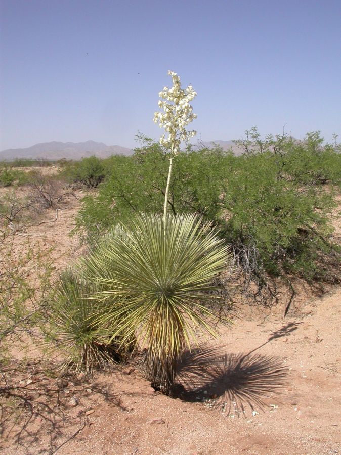 Asparagaceae Yucca elata