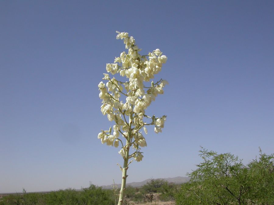 Asparagaceae Yucca elata