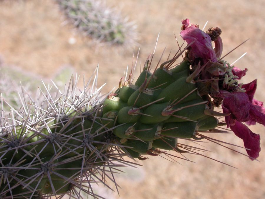 Cactaceae Opuntia spinosior