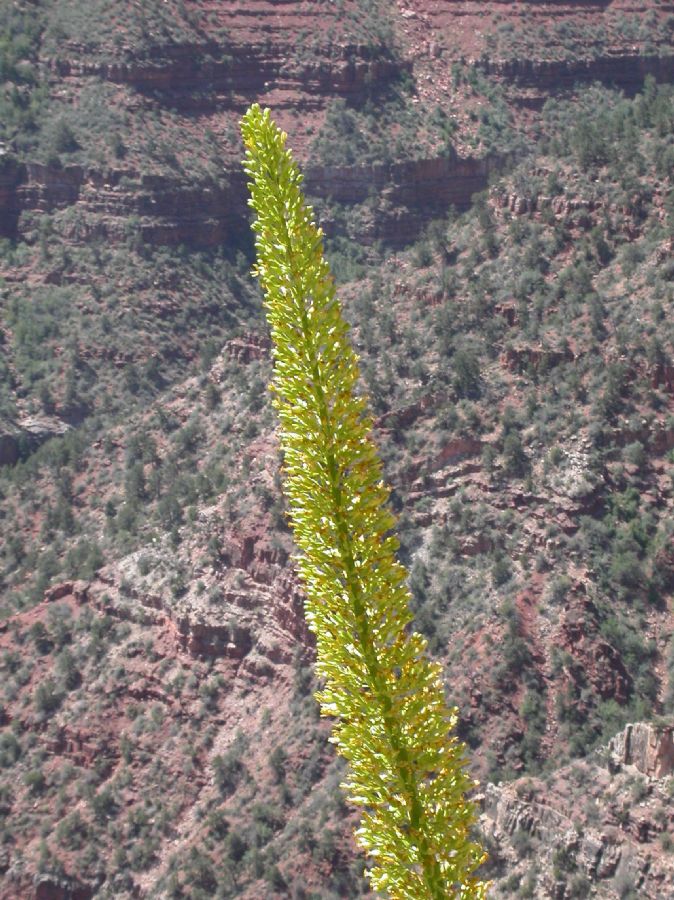 Asparagaceae Agave utahensis