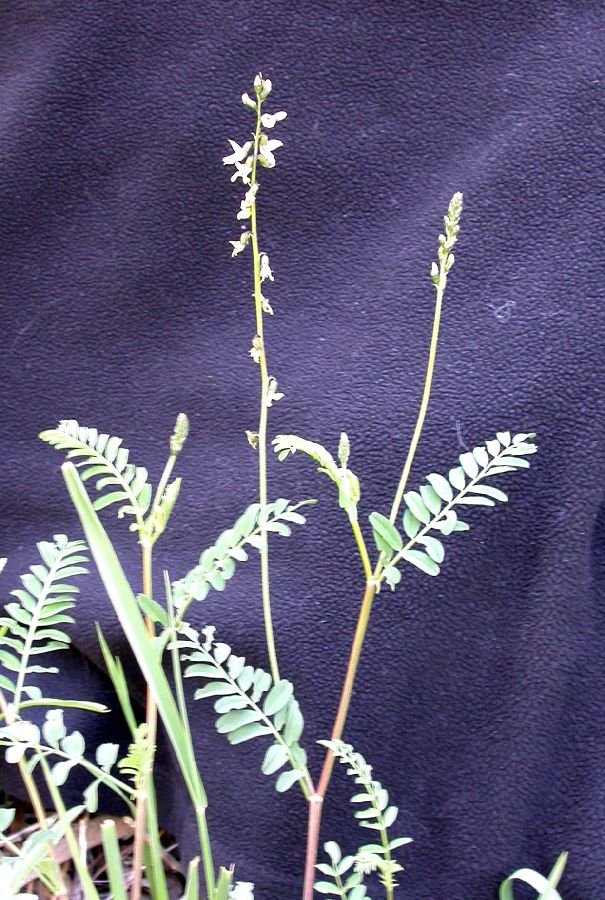 Fabaceae Astragalus rusbyi