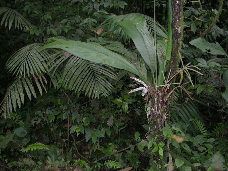 Arecaceae Asterogyne martiana