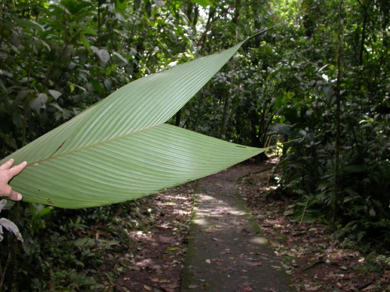 Arecaceae Asterogyne martiana