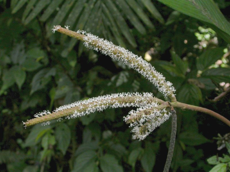 Arecaceae Asterogyne martiana
