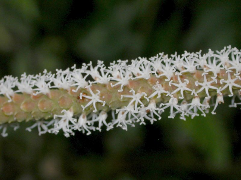 Arecaceae Asterogyne martiana