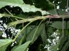 image of Sloanea geniculata